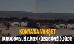 Konya'da vahşet: Barınak görevlisi, elindeki kürekle köpeği öldürdü!