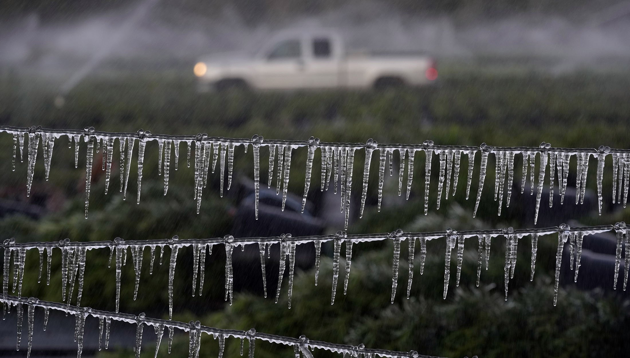 Bir çiftçi, Plant City, Florida, ABD'de gün doğumundan önce süs bitkilerini kontrol ederken buz saçağı kaplı bir çitin yanından geçiyor, 24 Aralık 2022. (AP Fotoğrafı)