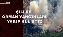 Şili'de orman yangınları artıyor