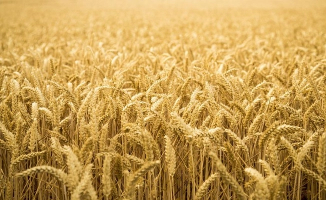 Buğday Fiyatları 2023 – Ne Kadar Buğday?