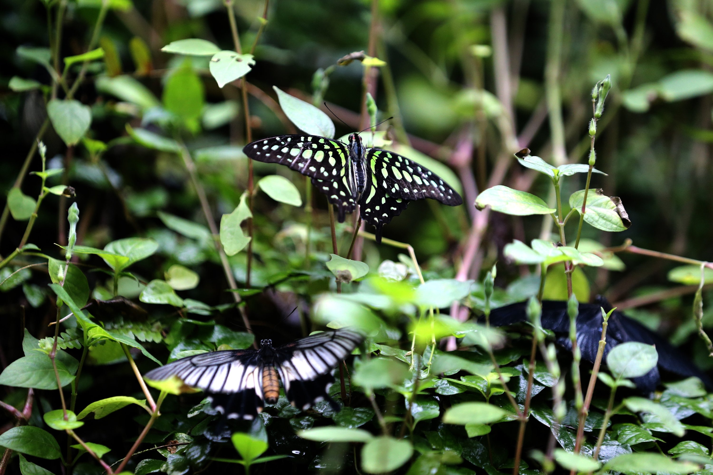 Avrupa'nın en büyük kelebek uçuş parkı, Konya Tropikal Kelebek Bahçesi, Konya, Türkiye, 28 Kasım 2023. (AA Fotoğraf)