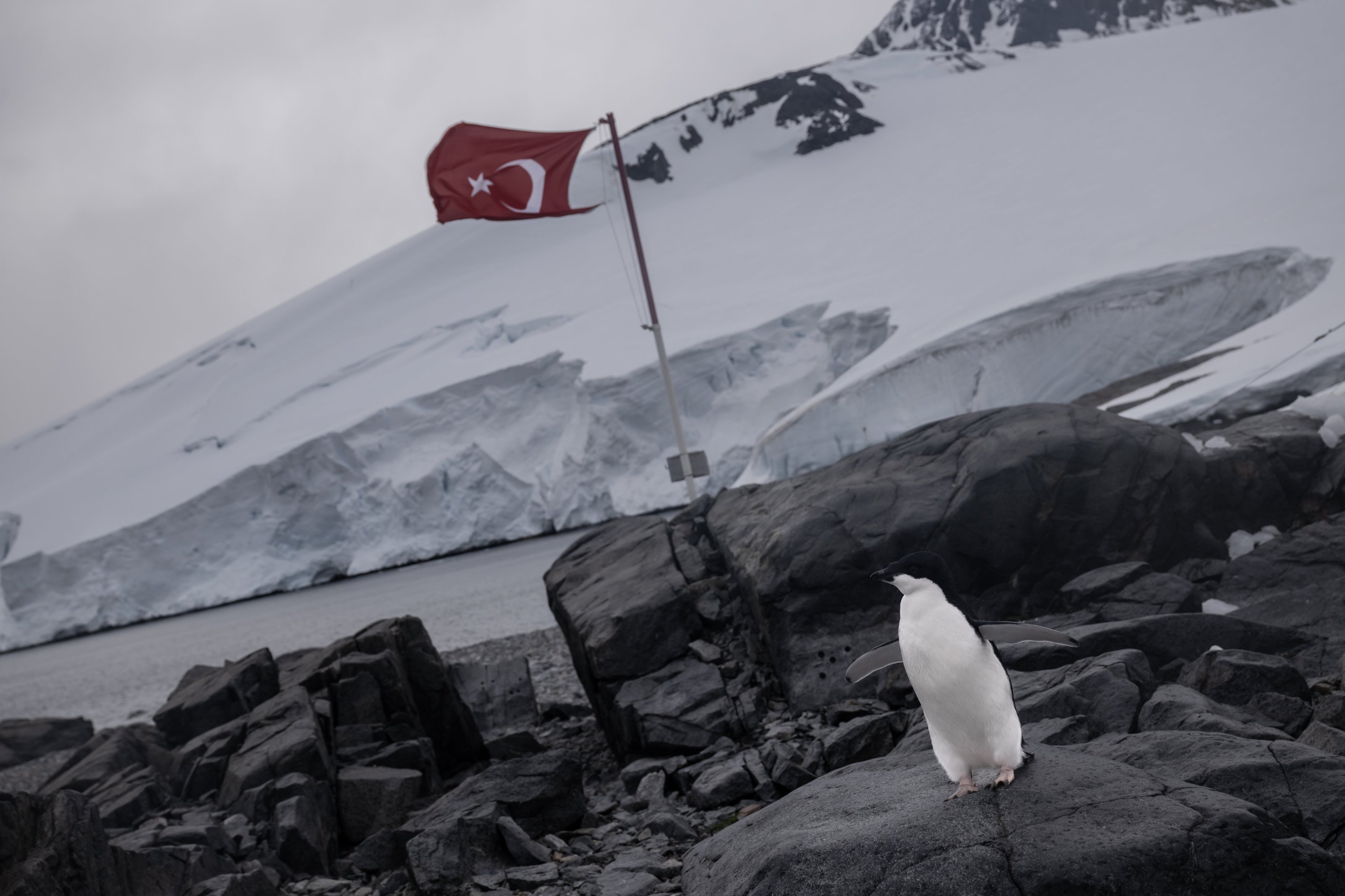 Türk bilim heyeti ekibinin 2024 yılında yaptığı araştırma sırasında Antarktika'daki Horseshoe Adası'nda araştırma yapmak üzere yerleştiği sırada, arka planda Türk bayrağı olarak görülen pinguin tespit edilmişti. (AA Fotoğraf)