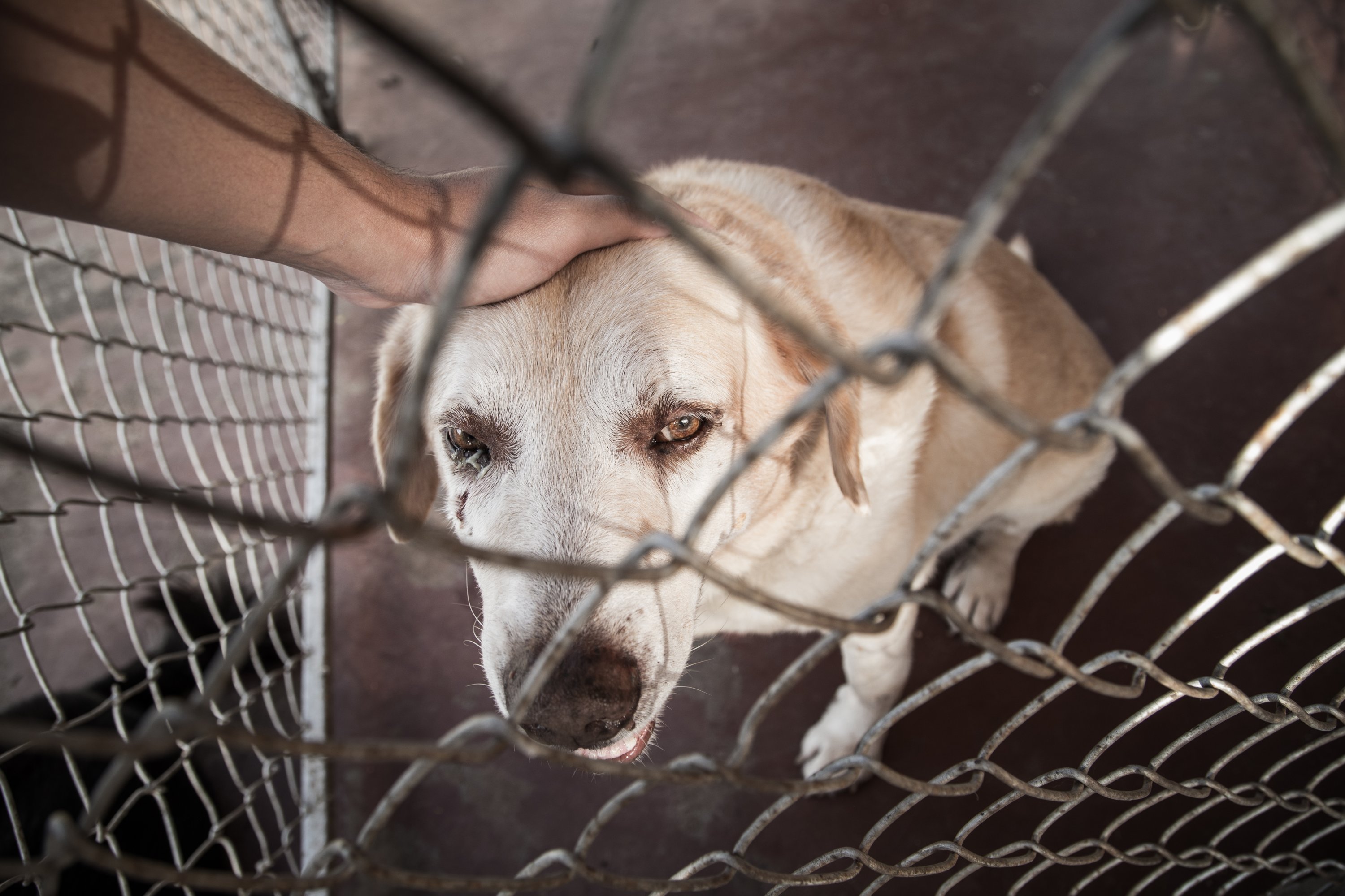 'İnsanlar tarafından yaşam alanlarından mahrum bırakıldığı için çöplerden yiyecek arayan, otoparklara ya da apartmanlara sığınan sokak kedi ve köpeklerine zulmeterek işkence edip öldürenlerin cezasız kaldığı bir ülkede adalet yok.'  (Shutterstock Fotoğrafı)